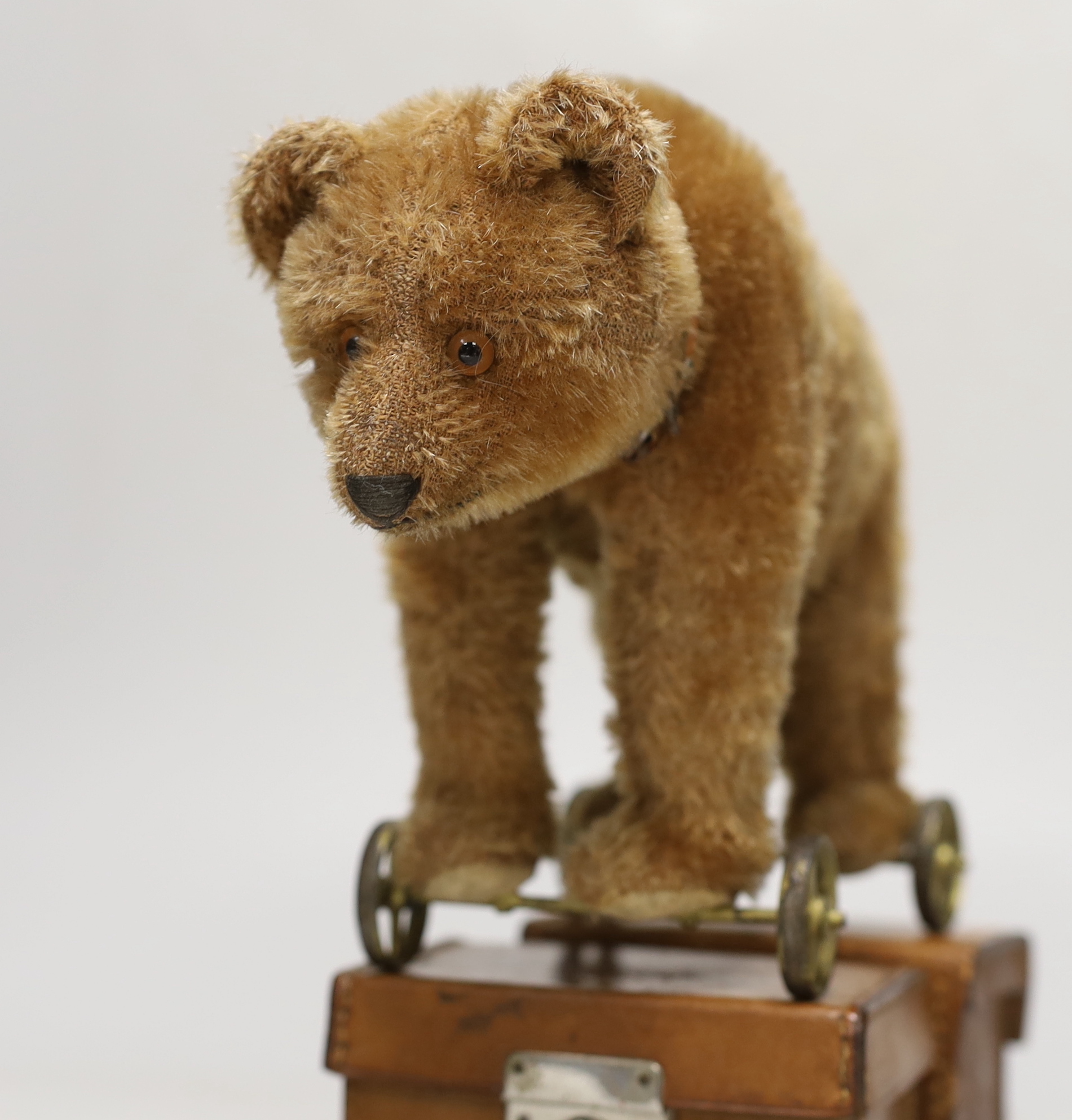 A Steiff bear on wheels, glass eyes, with original collar, no button, c.1920, height to shoulder 7in., good condition with slight thinning to mohair left shoulder, and a dressed mechanical bear, c.1920's, 8in., inoperati